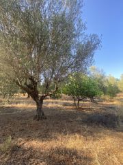Αγροτεμάχια 2.620 τ.μ. για πώληση, Μεσσηνία, Αρφαρά-thumb-15