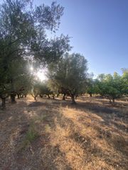 Αγροτεμάχια 2.620 τ.μ. για πώληση, Μεσσηνία, Αρφαρά-thumb-24