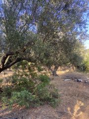 Αγροτεμάχια 2.620 τ.μ. για πώληση, Μεσσηνία, Αρφαρά-thumb-11