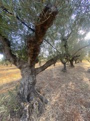 Αγροτεμάχια 2.620 τ.μ. για πώληση, Μεσσηνία, Αρφαρά-thumb-22