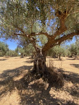 Parcel 7.900sqm for sale-Meligala