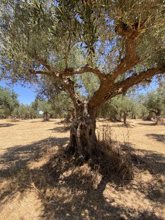 Αγροτεμάχια 7.900 τ.μ. για πώληση, Μεσσηνία, Μελιγαλά