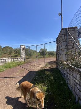 Αγροτεμάχια 85.000τ.μ. για πώληση-Ιθώμης