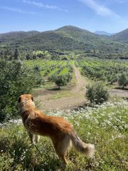 Αγροτεμάχια 85.000 τ.μ. για πώληση, Μεσσηνία, Ιθώμης-thumb-4