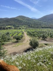 Αγροτεμάχια 85.000 τ.μ. για πώληση, Μεσσηνία, Ιθώμης-thumb-26