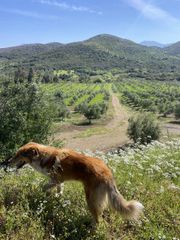 Αγροτεμάχια 85.000 τ.μ. για πώληση, Μεσσηνία, Ιθώμης-thumb-2