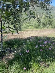 Αγροτεμάχια 85.000 τ.μ. για πώληση, Μεσσηνία, Ιθώμης-thumb-3