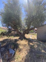 Μονοκατοικία 137 τ.μ. για πώληση, Μεσσηνία, Οιχαλία-thumb-4