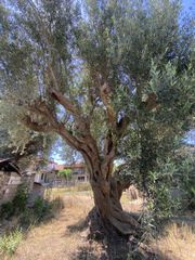Μονοκατοικία 137 τ.μ. για πώληση, Μεσσηνία, Οιχαλία-thumb-24
