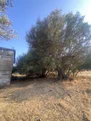Μονοκατοικία 62 τ.μ. για πώληση, Μεσσηνία, Μελιγαλά-thumb-12