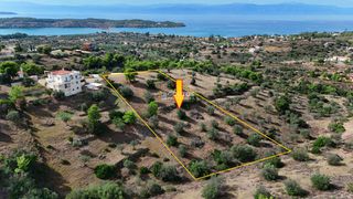 Αγροτεμάχια 4.016,84 τ.μ. για πώληση