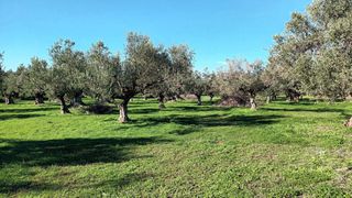 Οικόπεδο 4.200 τ.μ. για πώληση