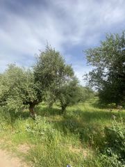 Οικόπεδο 4.045 τ.μ. για πώληση, Μεσσηνία, Ιθώμης-thumb-1