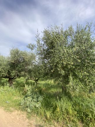 Οικόπεδο 4.045 τ.μ. για πώληση, Μεσσηνία, Ιθώμης