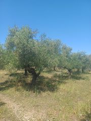 Αγροτεμάχια 5.407 τ.μ. για πώληση