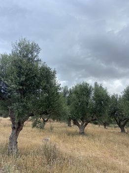 Αγροτεμάχια 6.585τ.μ. για πώληση-Άριο