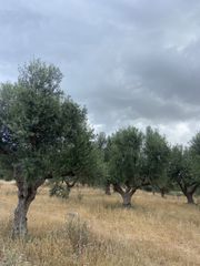 Αγροτεμάχια 6.585 τ.μ. για πώληση