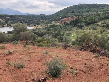 Οικόπεδο 12.700τ.μ. για πώληση-Τολοφώνα