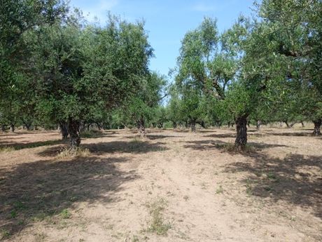 Αγροτεμάχια 3.773,94τ.μ. για πώληση-Μεσσήνη