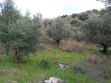 Αγροτεμάχια 10.488,6τ.μ. για πώληση-Ιθώμης