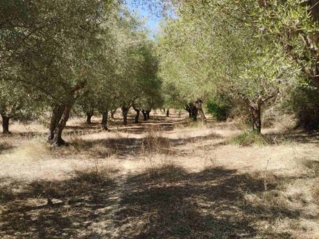 Αγροτεμάχια 4.379τ.μ. για πώληση-Μεσσήνη