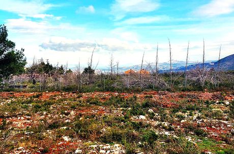 Οικόπεδο 2.000τ.μ. για πώληση-Αφίδνες