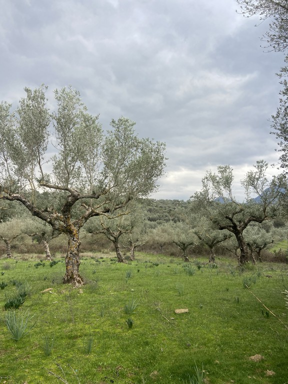 Αγροτεμάχια 14.533 τ.μ. προς πώληση, Μελιγαλάς