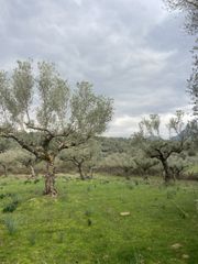 Αγροτεμάχια 14.533 τ.μ. προς πώληση, Μελιγαλάς-thumb-4