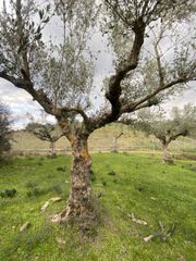 Αγροτεμάχια 14.533 τ.μ. προς πώληση, Μελιγαλάς-thumb-15