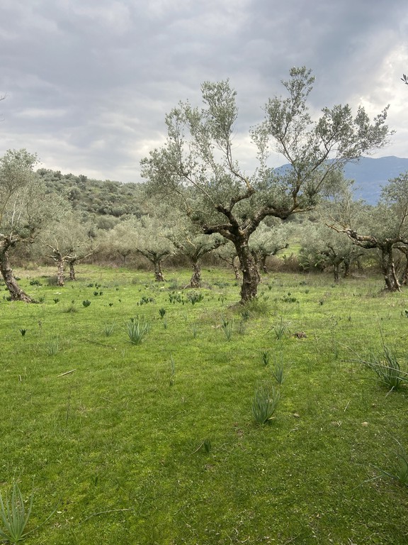 Αγροτεμάχια 14.533 τ.μ. προς πώληση, Μελιγαλάς