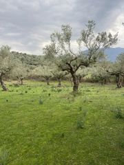 Αγροτεμάχια 14.533 τ.μ. προς πώληση, Μελιγαλάς-thumb-3