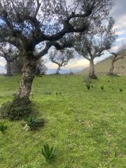 Αγροτεμάχια 14.533 τ.μ. προς πώληση, Μελιγαλάς-thumb-16