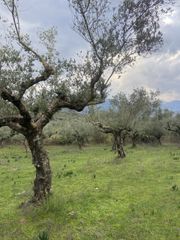 Αγροτεμάχια 14.533 τ.μ. προς πώληση, Μελιγαλάς-thumb-7