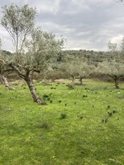 Αγροτεμάχια 14.533 τ.μ. προς πώληση, Μελιγαλάς-thumb-11