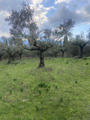 Αγροτεμάχια 14.533 τ.μ. προς πώληση, Μελιγαλάς-thumb-13