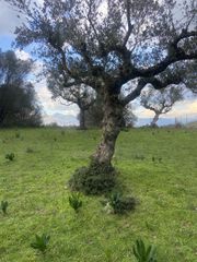 Αγροτεμάχια 14.533 τ.μ. προς πώληση, Μελιγαλάς-thumb-17