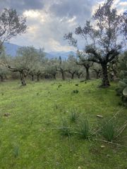 Αγροτεμάχια 14.533 τ.μ. προς πώληση, Μελιγαλάς-thumb-6