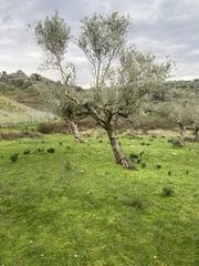 Αγροτεμάχια 14.533 τ.μ. προς πώληση, Μελιγαλάς-thumb-8