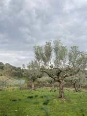 Αγροτεμάχια 14.533 τ.μ. προς πώληση, Μελιγαλάς-thumb-5