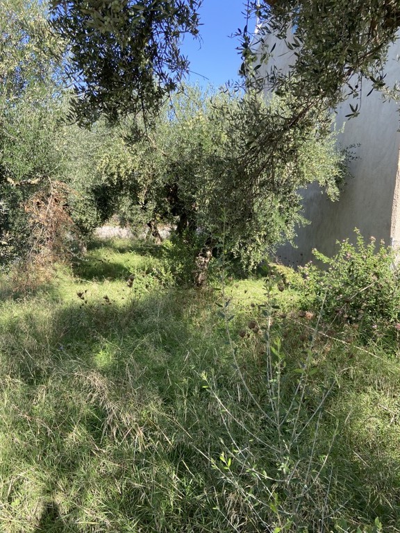 Οικόπεδο 427 τ.μ. προς πώληση, Αίθαια