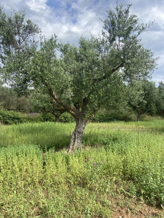 Οικόπεδο 800 τ.μ. πρός πώληση, Μεσσηνία, Αρφαρά