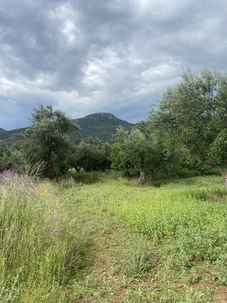 Οικόπεδο 800 τ.μ. για πώληση, Μεσσηνία, Αρφαρά