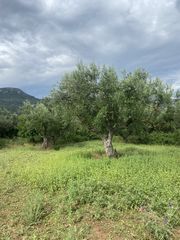 Οικόπεδο 800 τ.μ. για πώληση, Μεσσηνία, Αρφαρά-thumb-4