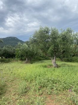 Οικόπεδο 800τ.μ. για πώληση-Αρφαρά