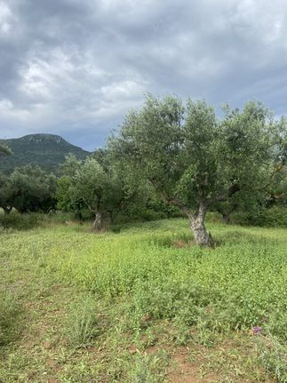 Οικόπεδο 800 τ.μ. για πώληση, Μεσσηνία, Αρφαρά