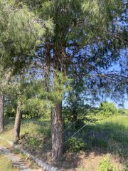Οικόπεδο 950 τ.μ. για πώληση, Μεσσηνία, Δώριο-thumb-8