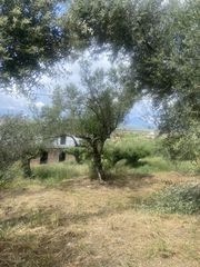 Οικόπεδο 884 τ.μ. προς πώληση, Αίθαια-thumb-6