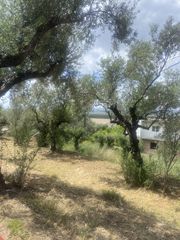Οικόπεδο 884 τ.μ. προς πώληση, Αίθαια-thumb-4