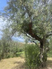 Οικόπεδο 884 τ.μ. προς πώληση, Αίθαια-thumb-3
