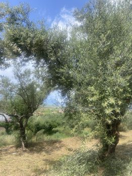 Οικόπεδο 884τ.μ. για πώληση-Θουρία